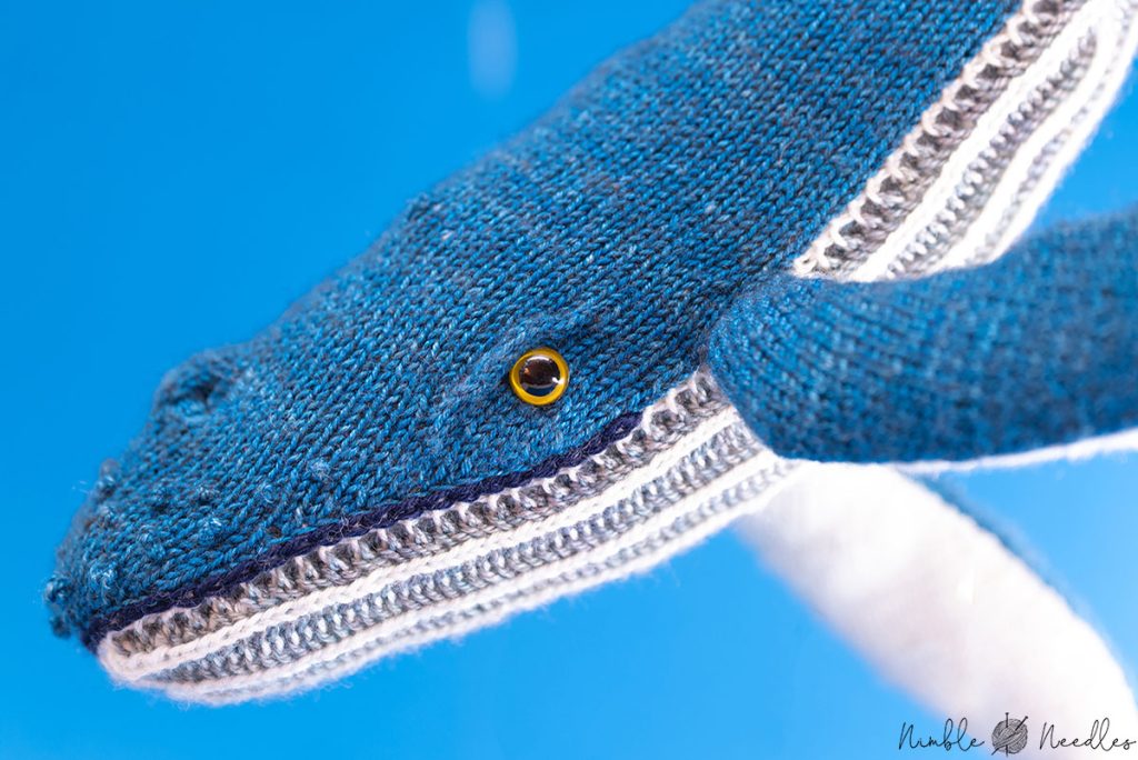 close-up of the humpback whale (eyes)